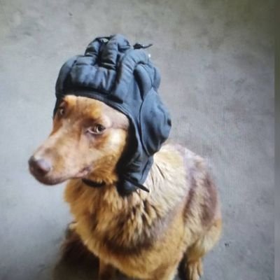 Jeanlotusjunior's profile picture. Exploration aérospatiale et subaquatique, alpinisme spéléologique, pâtisserie, permis B, châteaux forts et taboulé, mes tweets engagent aussi ma voisine.
