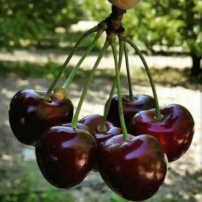 دختری که عاشق کشاورزی هست و زمین کوچیک داره در روستایی از ساوه