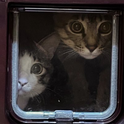 eeemiru202310's profile picture. 猫アレルギー🐈 director. writer 大抵業務連絡用です🪐