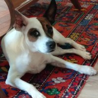 NeslihanCangoz (@neslihancangoz) 's Twitter Profile Photo