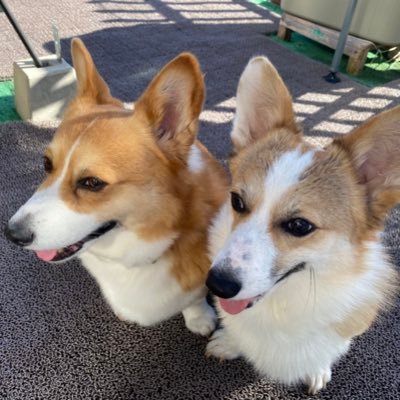 コーギーのさくらとラムネ（小沢家）さんのプロフィール画像