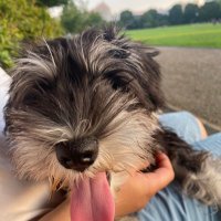 えんじ🐶 (@love_gohan_enji) Twitter profile photo