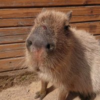 れんこん@40代青春まっしぐら (@39year_obasan) Twitter profile photo