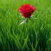 Shahid Pervaiz (@14sp_) Twitter profile photo Shahid Pervaiz (@14sp_) Twitter profile photo