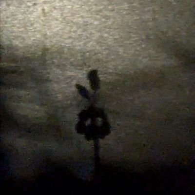 RaphaelGallard1's profile picture. Stakhanoviste du néant