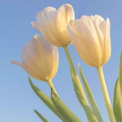 huiliw427's profile picture. 古筝奏者 中国音楽学院古筝専攻大卒、東京音楽大学多文化音楽修士修了。中国また国際音楽コンクールなどで金銀賞を取る。今東京上野で古筝教室を開いてる。