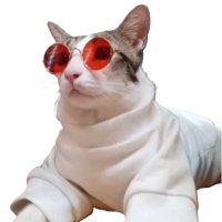 Yoyo The Cat (@thecatyoyo) 's Twitter Profile
