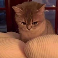Myaw! (@uhstudy) 's Twitter Profile