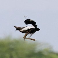 Richard Webb (@guigna1961) 's Twitter Profile Photo