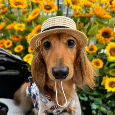 RIKU222_'s profile picture. りく🐾 カニンヘンダックスフンド ̖́ 🎂 ̖́2021.2.22🤎甘えん坊で内弁慶、食べることが大好きな短足。飼い主💃神宮寺勇太🩵グーフィー🐶ウッディ🤠ヤクルト⚾️#55