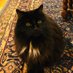 AlbanyMuskrat (@albanymuskrat) Twitter profile photo AlbanyMuskrat (@albanymuskrat) Twitter profile photo