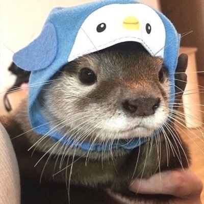 mrowmrrp1's profile picture. oh, y'know...