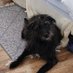 portpetsitters (@portpetsitters) Twitter profile photo portpetsitters (@portpetsitters) Twitter profile photo