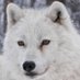 CryptoWolfofTruth (@cryptoconnecti3) Twitter profile photo CryptoWolfofTruth (@cryptoconnecti3) Twitter profile photo