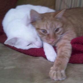 Roxnhenry's profile picture. 