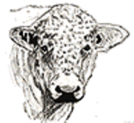 Whitebred Shorthorn Association promoting the Whitebred Shorthorn - a completely separate breed from the Beef or Dairy Shorthorn