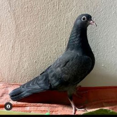 PKobter44325's profile picture. 