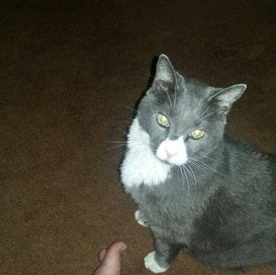 Hollingsw007's profile picture. 