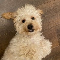 lu (@lulu_r81) 's Twitter Profile