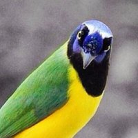 grace sanchez (@querre1) 's Twitter Profile
