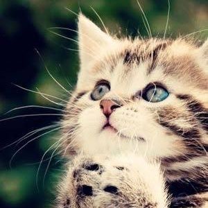 kurotora_kai's profile picture. 