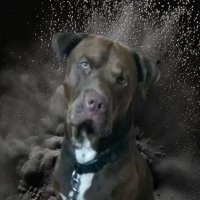 Jose Wilfredo Amaya Romero (@jowar503) 's Twitter Profile