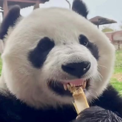 August百万в X: „📸 240623 好美🥹 #大熊猫#panda #香香