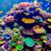 Great Barrier Reef Preservation (@preservegbreef) Twitter profile photo Great Barrier Reef Preservation (@preservegbreef) Twitter profile photo