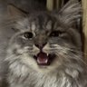 mtptrrc's profile picture. 