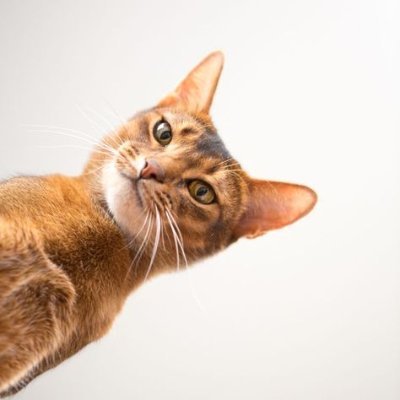 hola_its_gracie's profile picture. YOLO