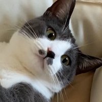 ほたて (@nekonohotate_) 's Twitter Profile