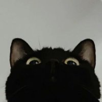 π (@fantomelves) 's Twitter Profile