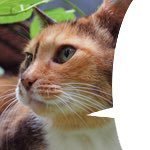 公私ともに大体ワンオペのひとり会社社長10期目。印刷とかwebを「いい感じにする係」。洗足学園音楽大学と都立高校などの先生や研修の講師、本を書いたりもしてます。良いものを作る人を増やしたい。 5歳+3歳+🐈🈁、生き物とかミュージカルとか好き。 📨 chaca21911@tagas.co.jp