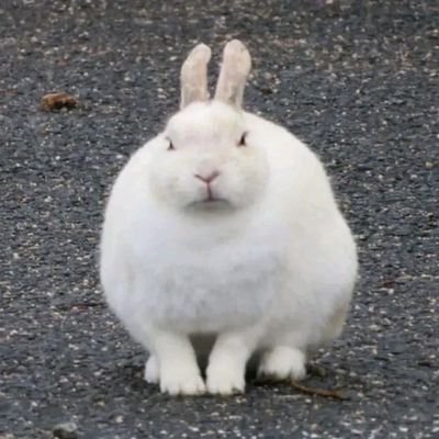 soysoloyopp Profile Picture