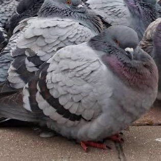 moyasiis's profile picture. 🐦ことりポケモン🐦ライブ遠征★サテチケ収集★くらぶ活動★アマプラ★拾い食い★おかず収集★ハイロ・グロ1位1こ、2位2こ★ポカチェ年間トナメ本戦2位/max2981★Famous Day所属★エムホfinals本戦3位★