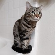 JRLauer (@jrlauer856) 's Twitter Profile