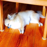 ぽ (@ippo_o_0127) 's Twitter Profile