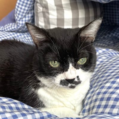 mayu_fodmap's profile picture. 体調を安定させるために、低フォドマップ食を実践してます^_−☆ネコ中心の生活を送る日々(*^ω^*)毎日"無駄なく・楽しく"がmottoです( ^ω^ )♪プロレス・ぼる塾・小林気象予報士・ROLA大好き\(^ー^)/