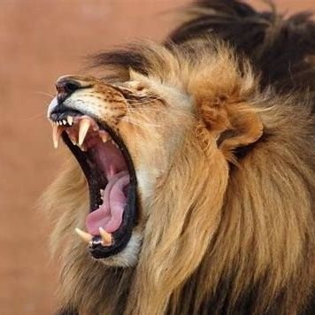 hiiamVD's profile picture. Bhartiya🇮🇳 🕉 HINDU

RT IS NOT ANDORSEMENT