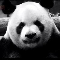 Leo LuLu (@andrew230230) 's Twitter Profile