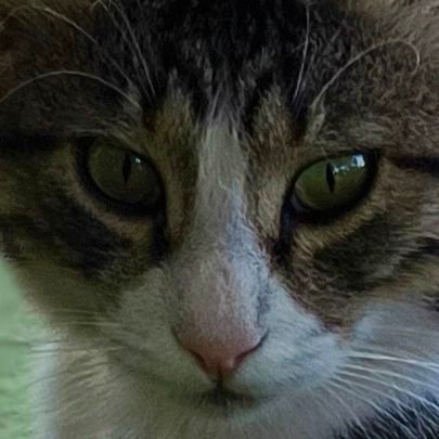 NikolakisN43381's profile picture. JUST A GUY