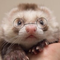 K A H O . (@kaho_ferret) 's Twitter Profile