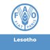 FAO in Lesotho (@faolesotho) Twitter profile photo FAO in Lesotho (@faolesotho) Twitter profile photo