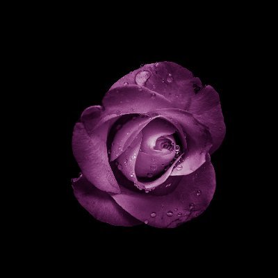 petapanni's profile picture. binging news....