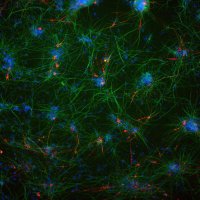 Genetics of Host Immunity lab (@yhc_lab) 's Twitter Profile
