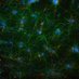 Genetics of Host Immunity lab (@yhc_lab) Twitter profile photo Genetics of Host Immunity lab (@yhc_lab) Twitter profile photo