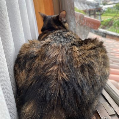 makarinaran's profile picture. 見るだけ/個別株/暗号資産/ポイ活/動物/日々勉強させてもらってますありがとうございます
