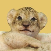 デルピエコ (@ciaodelpieco) Twitter profile photo