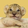 ciaodelpieco's profile picture. 動物園によく行くネコ科好き🐯🦁🐆🐅🐈🧡 しろとり動物園サポーター /とくしま動物園サポーター OLYMPUS OM-1 で撮影📷