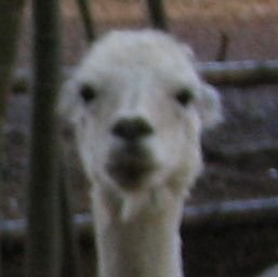 のりすけさんのプロフィール画像